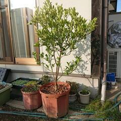 柑橘類 金柑 鉢植え