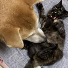 保護猫を迎えよう‼️さびちゃん♀️ - 猫