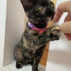 保護猫を迎えよう‼️さびちゃん♀️ - 米子市