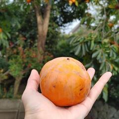 15個500円　水島　富有　次郎