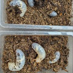 カブトムシ幼虫3匹（ケース代込）