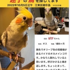 オカメインコ探してます