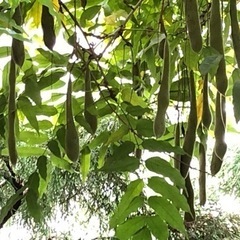 ★ 無料 ★ 大岡山 ★ フジの種 ★の画像