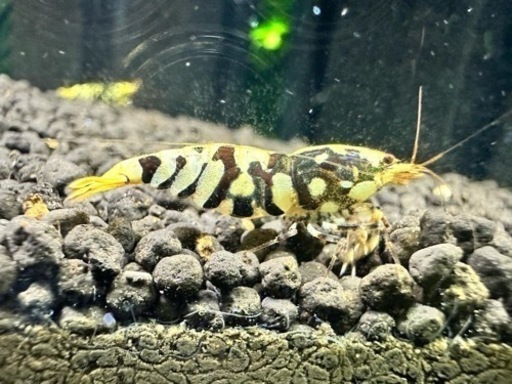 ブラックタイガー50匹