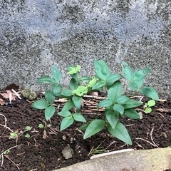 ★ 大岡山 ★ ナンテンの苗木 ★ 鉢付の画像