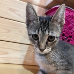 生後2〜3ヶ月　メス猫