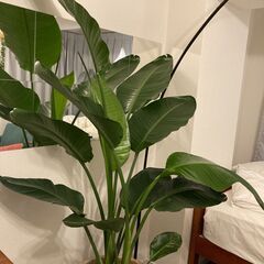 【観葉植物】オーガスタ　180cm