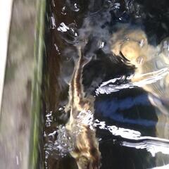 ロシアチョウザメの画像