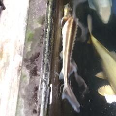 ロシアチョウザメの画像