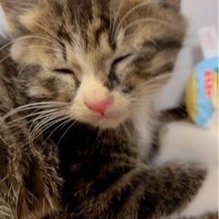 かわいい4匹の仔猫家族にして下さい♡