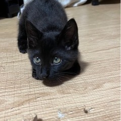 （募集停止中）推定3ヶ月の黒トラ♂