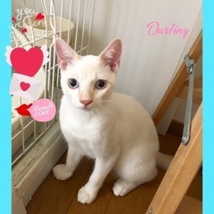 シャム系の美しいねこちゃんほーくん♂5ヶ月