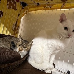 〖急募〗キジ白♀8歳と白猫♂2歳の里親さんを募集しています🐈🐾