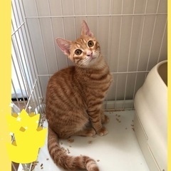 茶目っ気たっぷり茶とらのちゃーくん♂5ヶ月