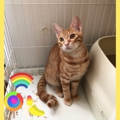 茶目っ気たっぷり茶とらのちゃーくん♂5ヶ月 - 猫