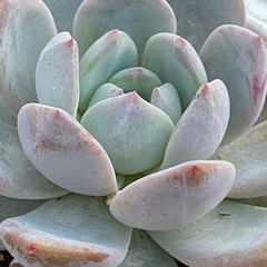 多肉植物好きあつまれ！ - 上伊那郡