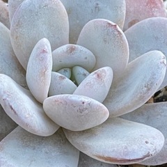 多肉植物好きあつまれ！