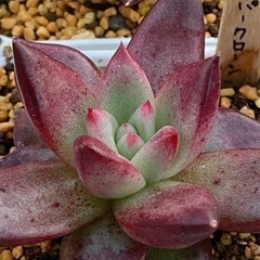 多肉植物好きあつまれ！ − 長野県
