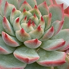 多肉植物好きあつまれ！ - その他