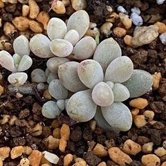 多肉植物好きあつまれ！ - メンバー募集
