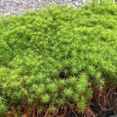 １名様のみ　大特価！　杉苔　お庭の癒しにいかがですか？