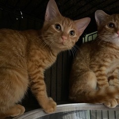 美形茶トラ兄弟　保護猫 − 東京都
