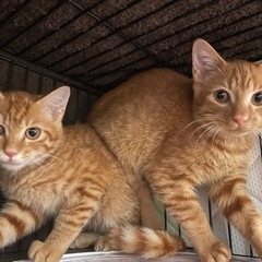 美形茶トラ兄弟　保護猫 - 猫
