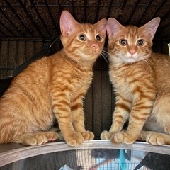 美形茶トラ兄弟　保護猫 - 里親募集