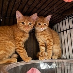 美形茶トラ兄弟　保護猫 - 杉並区