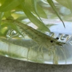 ②ミナミヌマエビ　10匹