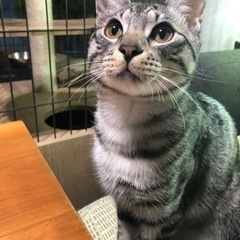 綺麗な模様のイケメンサバトラ君です