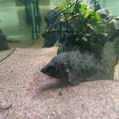 レオパードクテノポマ