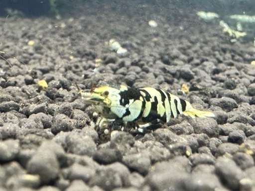 ブラックタイガーシュリンプ！50匹！