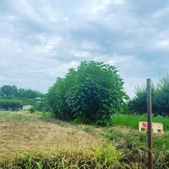 畑に使える土