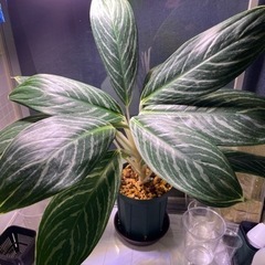 【お話し中】アグラオネマ　スノーホワイト　大株　観葉植物