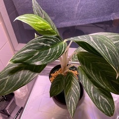 【お話し中】アグラオネマ　スノーホワイト　中株　観葉植物
