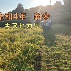 令和4年新米　キヌヒカリ　30Kg 玄米の画像