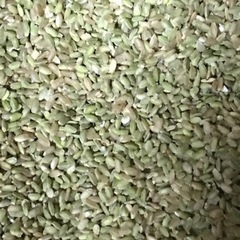 令和4年産 キヌヒカリ小米 25kg