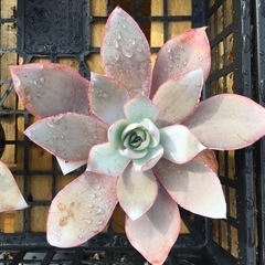 多肉植物　エケベリア　カンテ