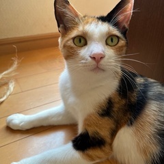 人懐こい美人な三毛猫ちゃん❣️
