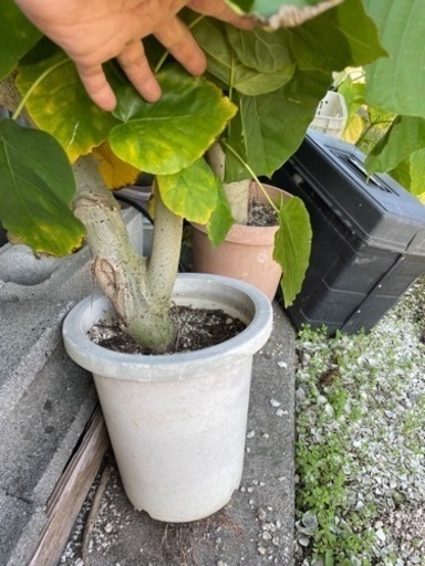 ウランベータとモンステラ