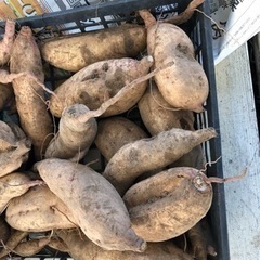 無農薬　さつまいも　タマユタカ　珍しい品種　採れたて　1016