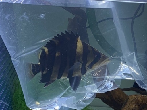 《極上個体》超特価！ ダトニオ スマトラタイガー [ショート] 15cm±