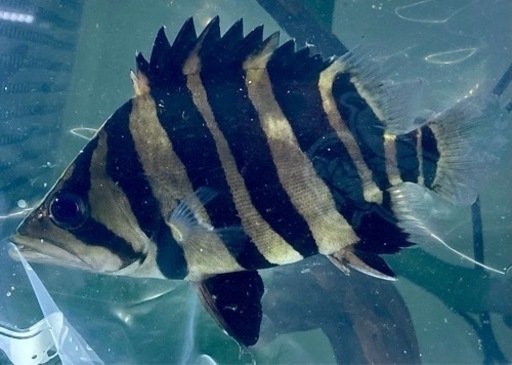 《極上個体》超特価！ ダトニオ スマトラタイガー [ショート] 15cm±