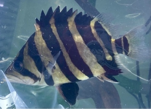 《極上個体》超特価！ ダトニオ スマトラタイガー [ショート] 15cm±