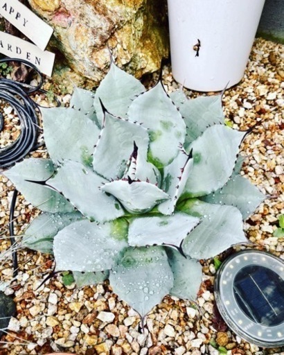 アガベ　パリー　吉祥天