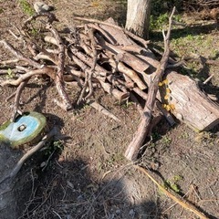 取引者決定⭐︎薪や加工に　さざんか　松　いちい　等　丸太　枝の画像