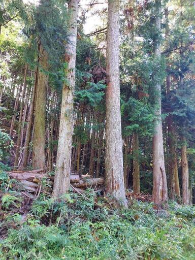 稀に見るヒノキの大木　3本あります。