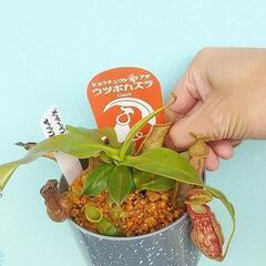 ¥1000食虫植物ウツボカズラGAYA