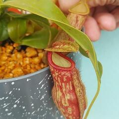 ¥1000食虫植物ウツボカズラGAYAの画像